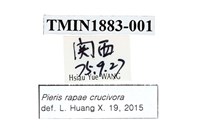 白粉蝶藏品圖，第2張